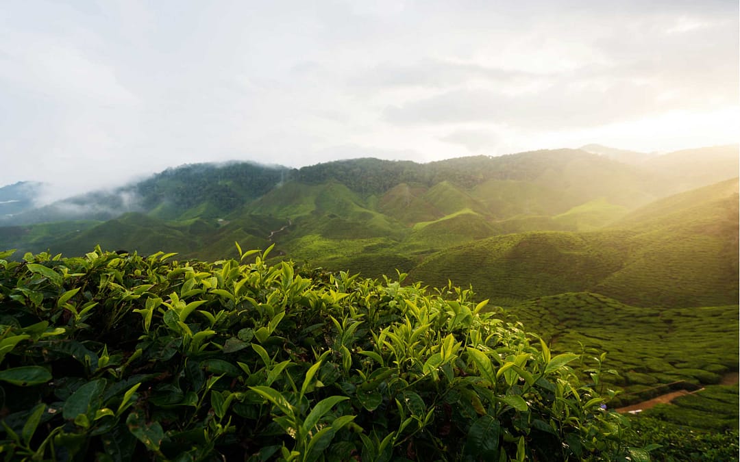 How Many Airports Are There in Assam: A Comprehensive Guide to Aviation Infrastructure in Northeast India