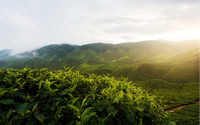 How Many Airports Are There in Assam: A Comprehensive Guide …